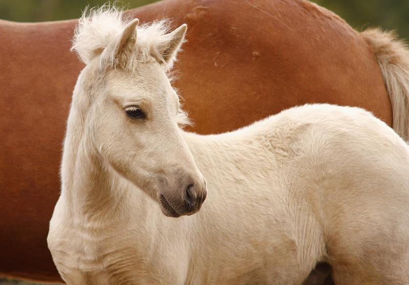 Myrdal von Heidmoor k.jpg